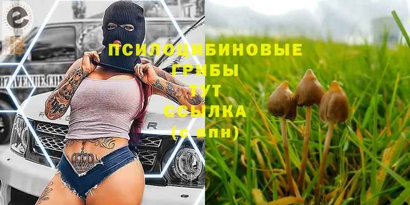 закладки  Кудымкар  Псилоцибиновые грибы Psilocybe 